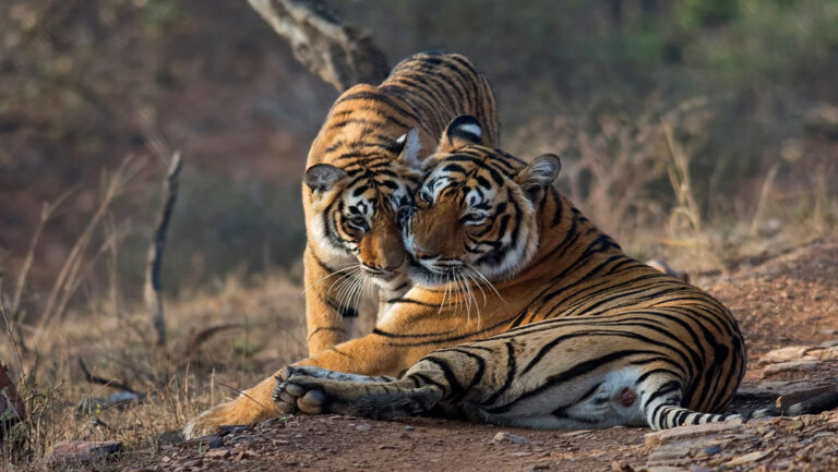 RANTHAMBORE NATIONAL PARK INDIA | HOW TO GET TO RANTHAMBORE NATIONAL PARK