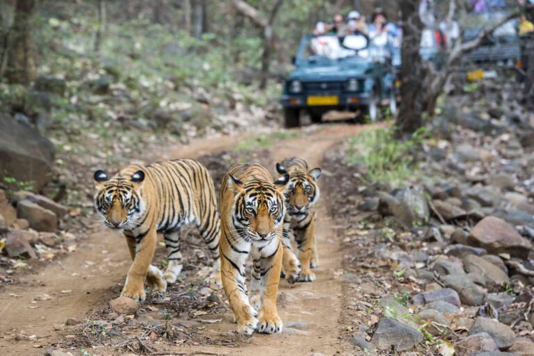 5 Top Tips for Tiger Safari in India | Tiger Safari India | Ranthambore Tiger Safari Tips